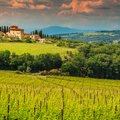 A vineyard in the Chianti region of Tuscany, Italy