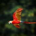 Colorful Macaw in the Amazon