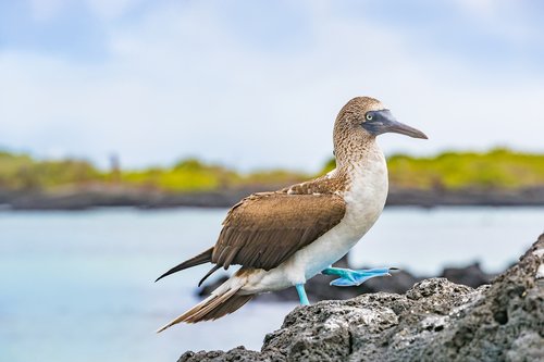 Galápagos Islands in July: Travel Tips, Weather, and More
