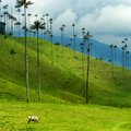 Iconic skinny wax palms in Colombia's coffee region.