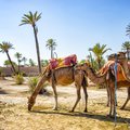 Camels with typical Berber saddles in a Palmeraie near Marrakesh, Morocco. 