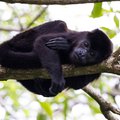 Howler monkey in a Costa Rica rainforest