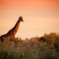 Giraffe in the bush