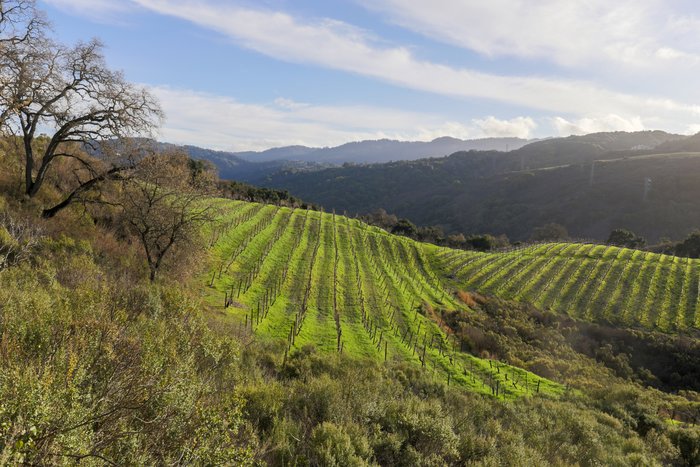 Vineyards in the foothills of the Santa Cruz mountains