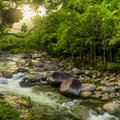 Discover wildlife in Daintree's Mossman Gorge