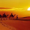 Camels in the desert at sunset