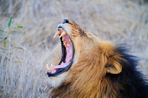 Spot black-maned lion in Kgalagadi Transfrontier Park, South Africa