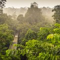 Discover the rainforests of East Malaysia's Danum Valley
