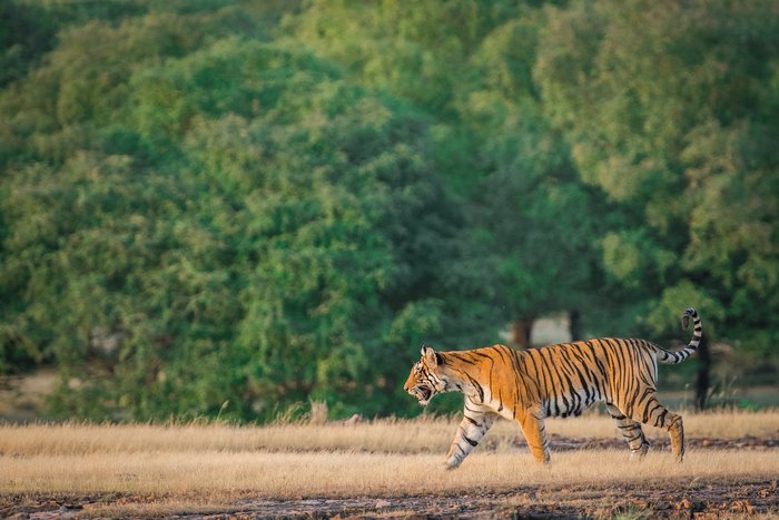 Ranthambore National Park
