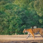 Ranthambore National Park