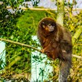 Coppery Titi  monkey in the Amazon Forest, Brazil