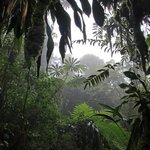 Explore Monteverde's misty cloud forest
