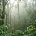 Monteverde cloud forest