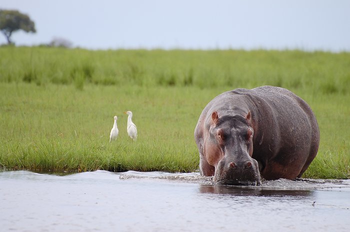 Grazing hippo in Chobe National Park