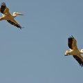 Gliding Pelicans