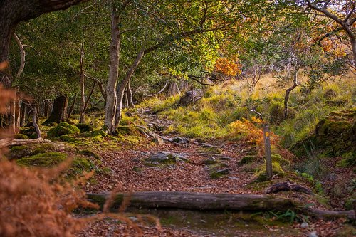 Fall foliage en route to Kenmare