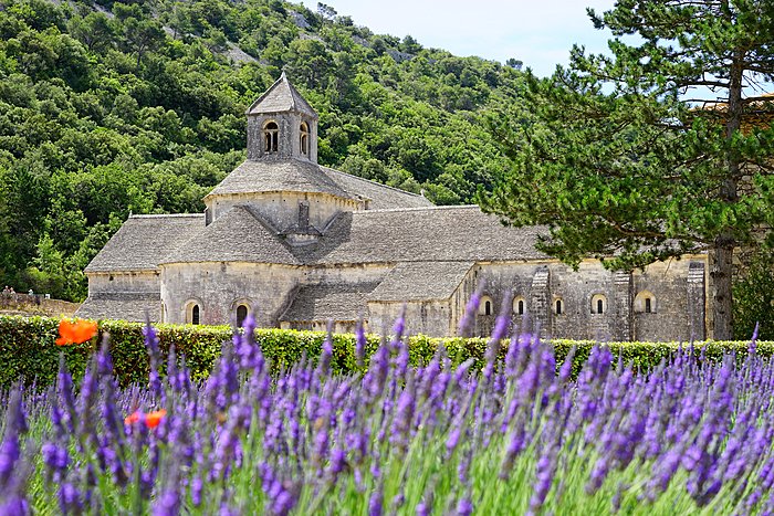 Lavender field in Provence