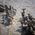 Zebra and Wildebeest on the Mara River