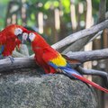 Scarlet Macaws