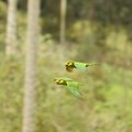 Yellow-eared Parrot, Colombia