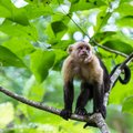 Explore Costa Rica's wildlife with your family