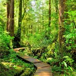 Hiking through coastal rainforest in the Pacific Rim