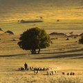 Shepherd in the Macin Mountains
