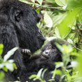 A gorilla with her baby in Rwanda's mountains