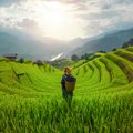 Tribal woman among rice paddies