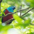 A colorful toucan perches on a tree branch in a Costa Rican forest