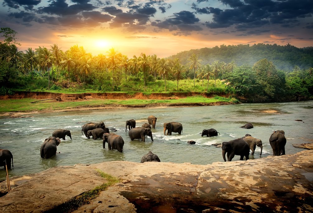 Sunset Safari