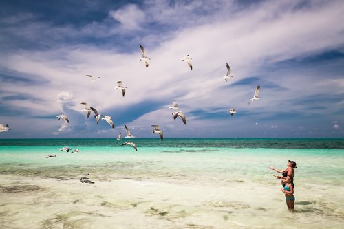 Seagulls at the beach in Cuba