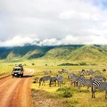 A group of feeding zebras in Serengeti National Park