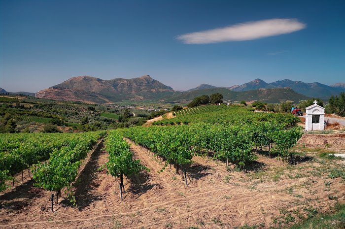 The vineyards of Nemea