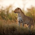 Wildlife spotting in South Africa
