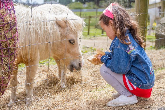 Meet the farm animals at Medena Dolina (Honey Valley), near Dubrovnik