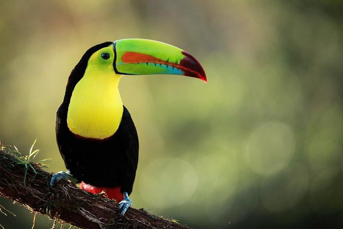 costa rica