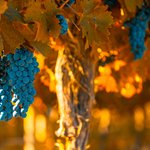 Vineyard in Mendoza, Argentina