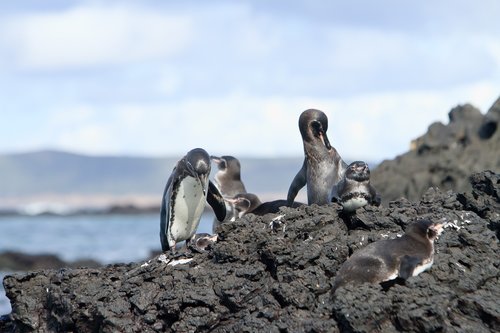 Penguin family on Galapagos Islands