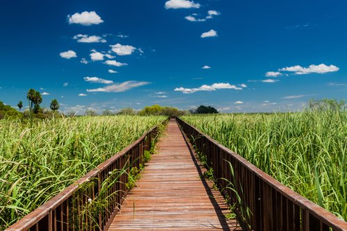 Boardwalk in Iberá Wetlands