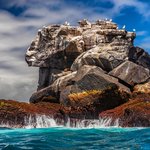 Wildlife in the Galapagos