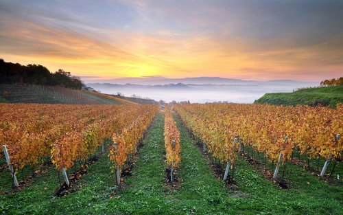 Catch a sunrise in wine country