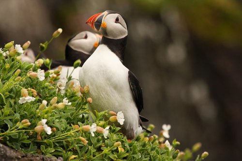 August is the time to visit the puffins of the remote Skellig Islands