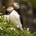 August is the time to visit the puffins of the remote Skellig Islands
