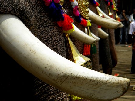 Thrissur Pooram, a Keralan temple festival with elephants