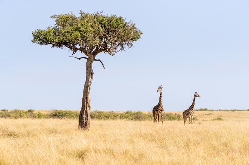 Two Maasai giraffe, male and female, next to an acacia tree in the Masai Mara, Kenya.