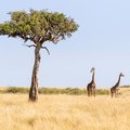 Two Maasai giraffe, male and female, next to an acacia tree in the Masai Mara, Kenya.