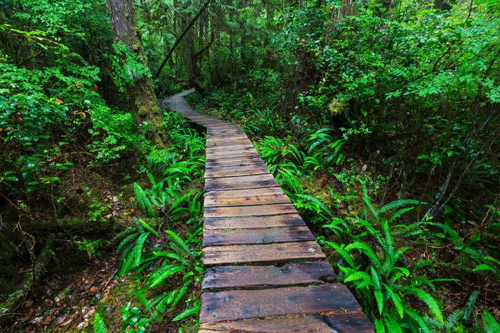 Rainforest hike in the Pacific Rim