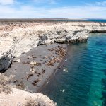 Colony of Sea Lions in Puerto Madryn