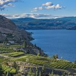 Vineyards above Okanagan Lake near Summerland